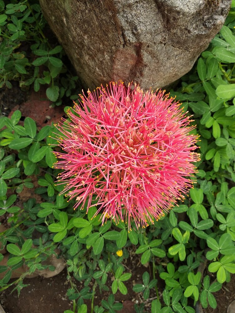 The Nature's Fireworks