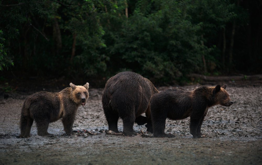 "Охраняем маму".
