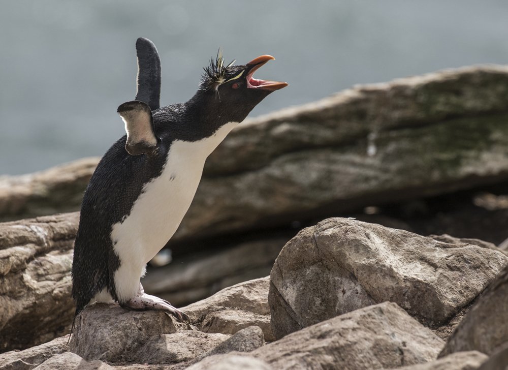 Rockhopper Penguin