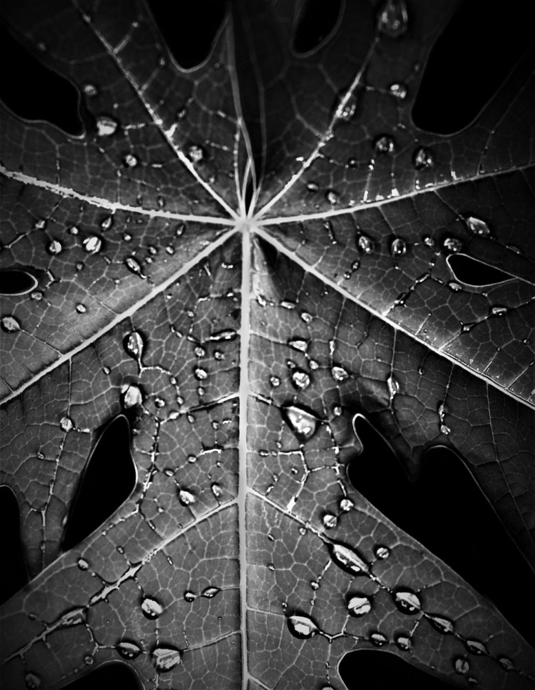 Chose best place to shine