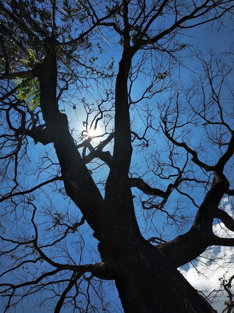 The Silhouette