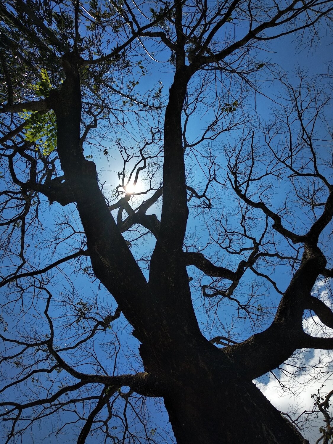 The Silhouette