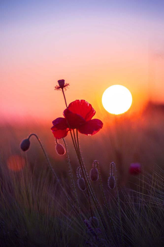 Photograph by Yulia Nikolaeva