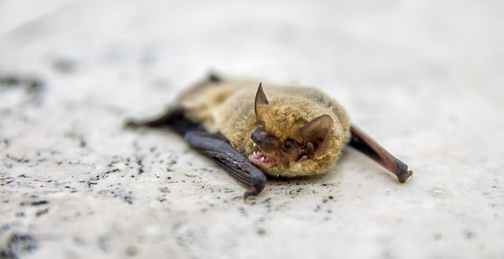 Photograph by Роман Приходько