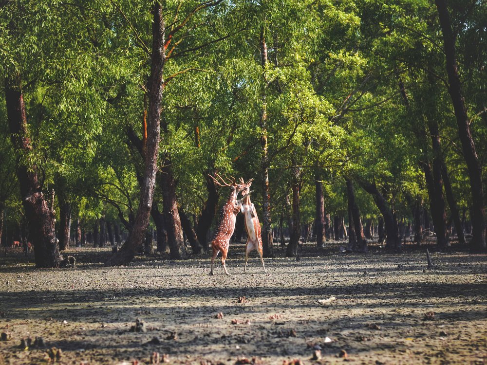 Фотография автора Mahir Anjum