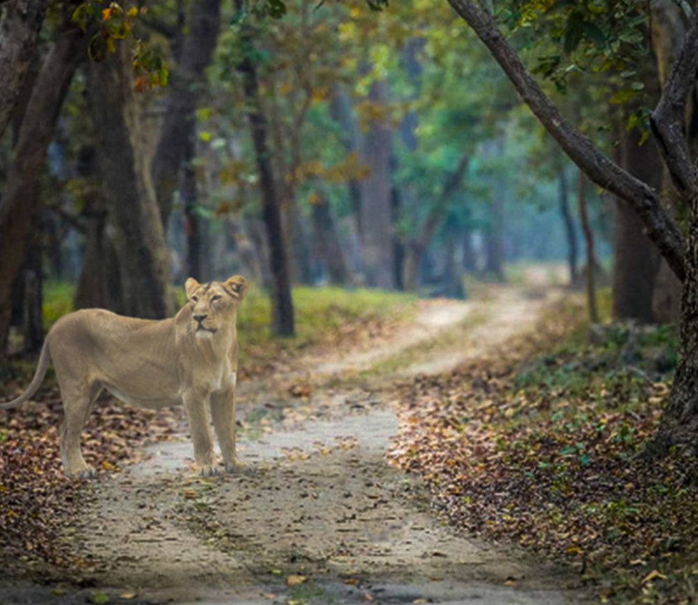 Photograph by Dibyendu Chatterjee