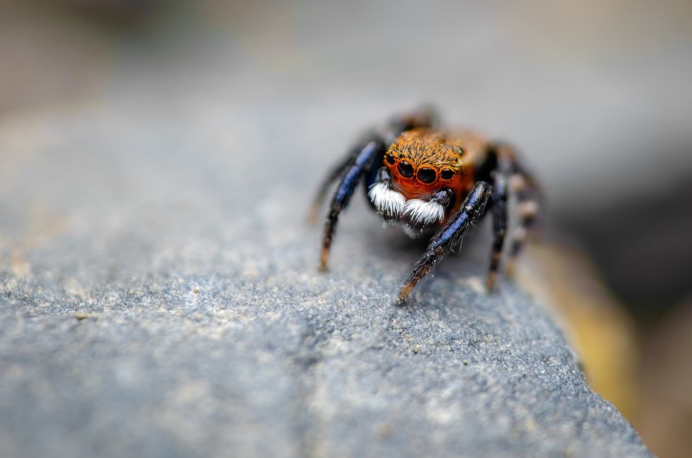Фотография автора Сергей Чебанов