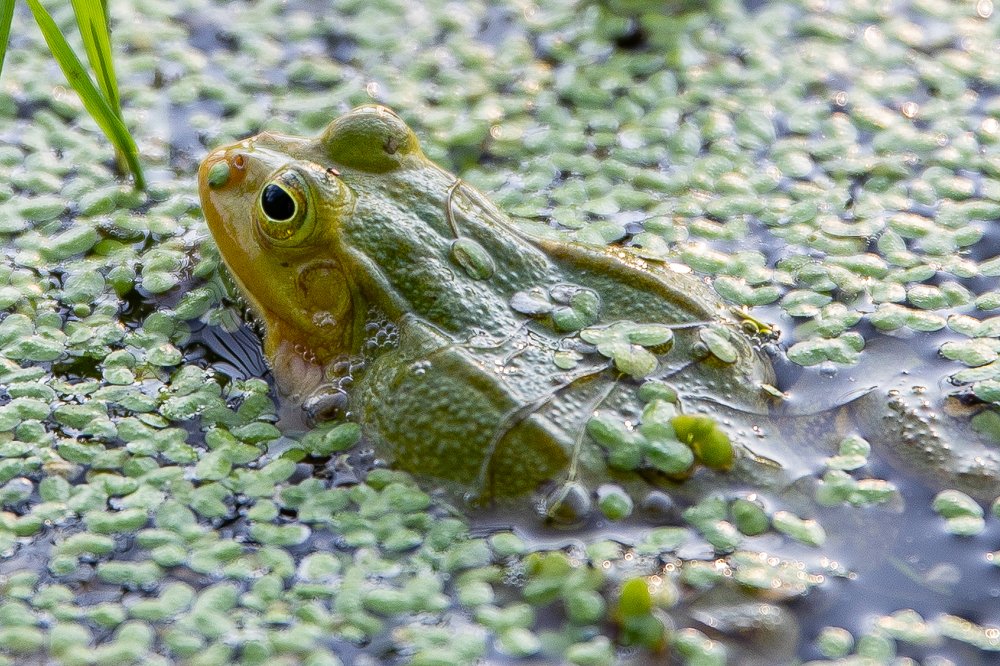 Photograph by Ксения Преферансова