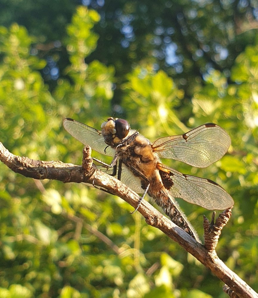 Летний вечер