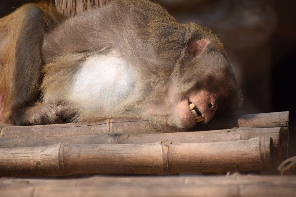 Photograph by Amit Singla