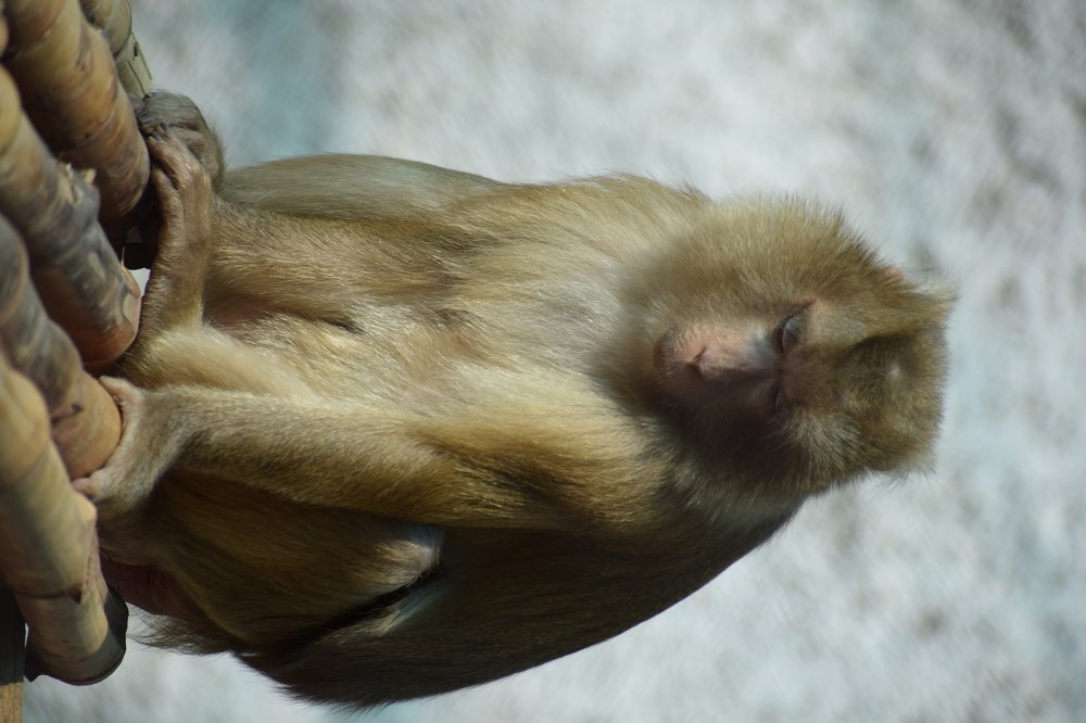 Photograph by Amit Singla