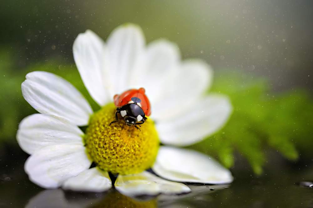 ladybug