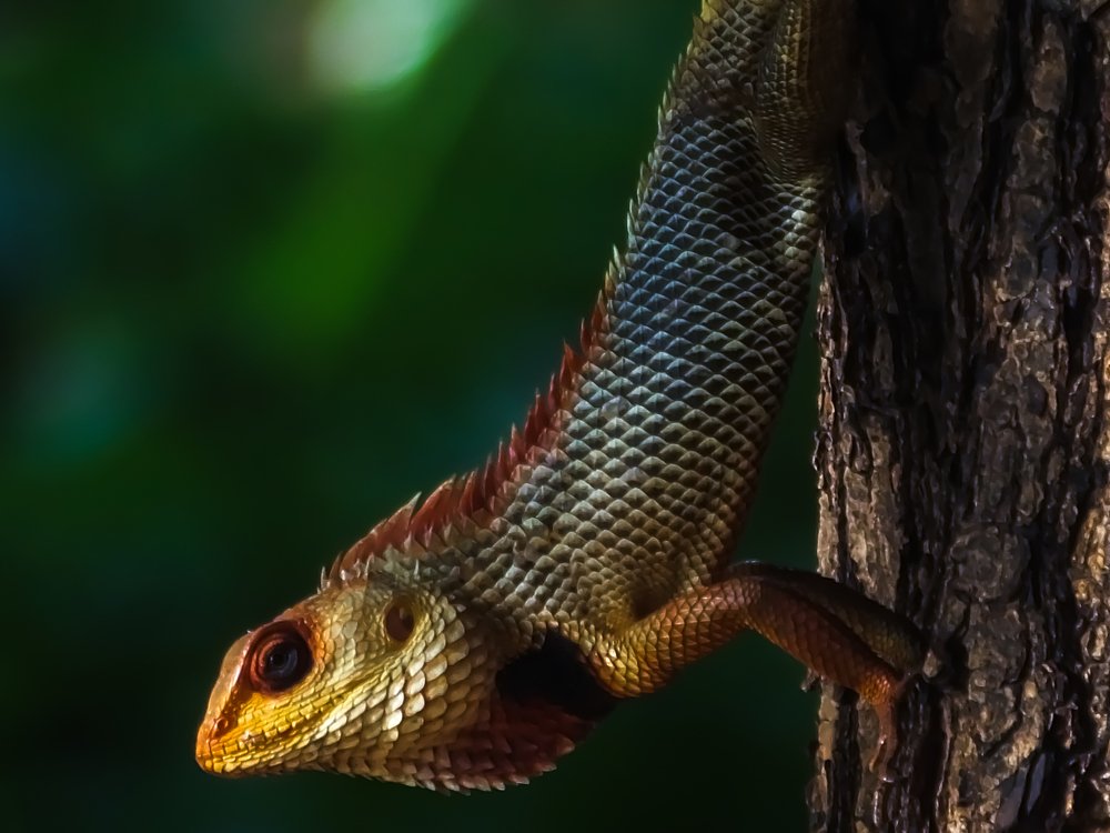 Photograph by Darshan Patil