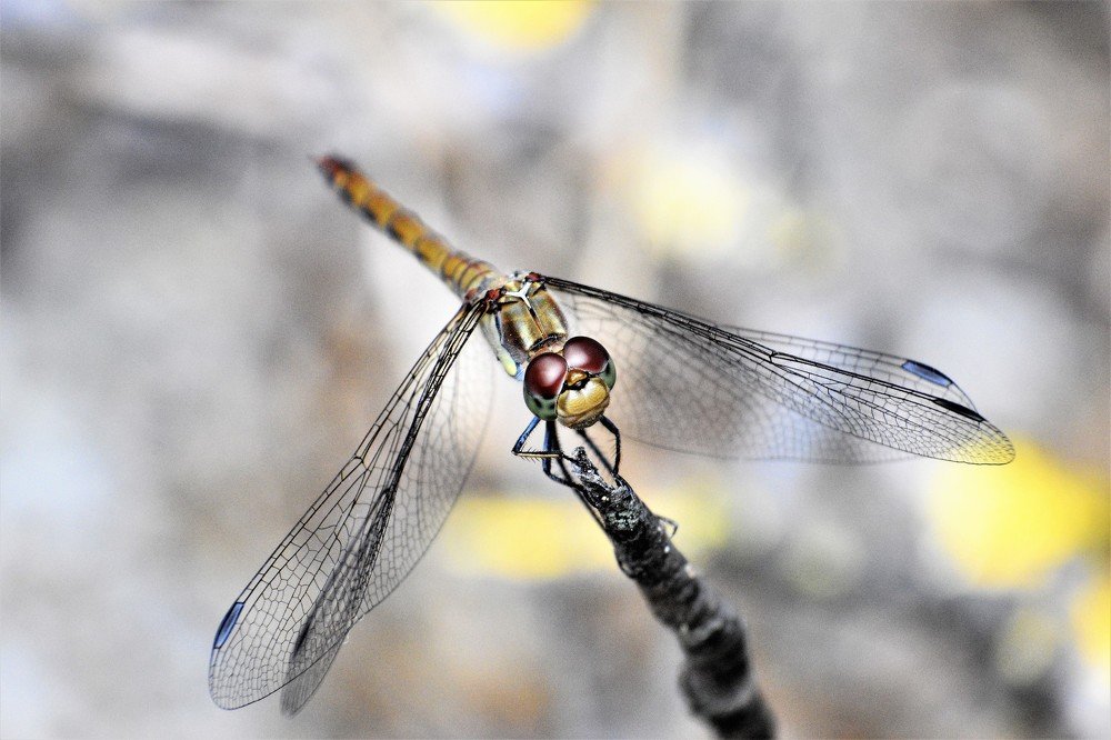 Photograph by Odysseas Christofides