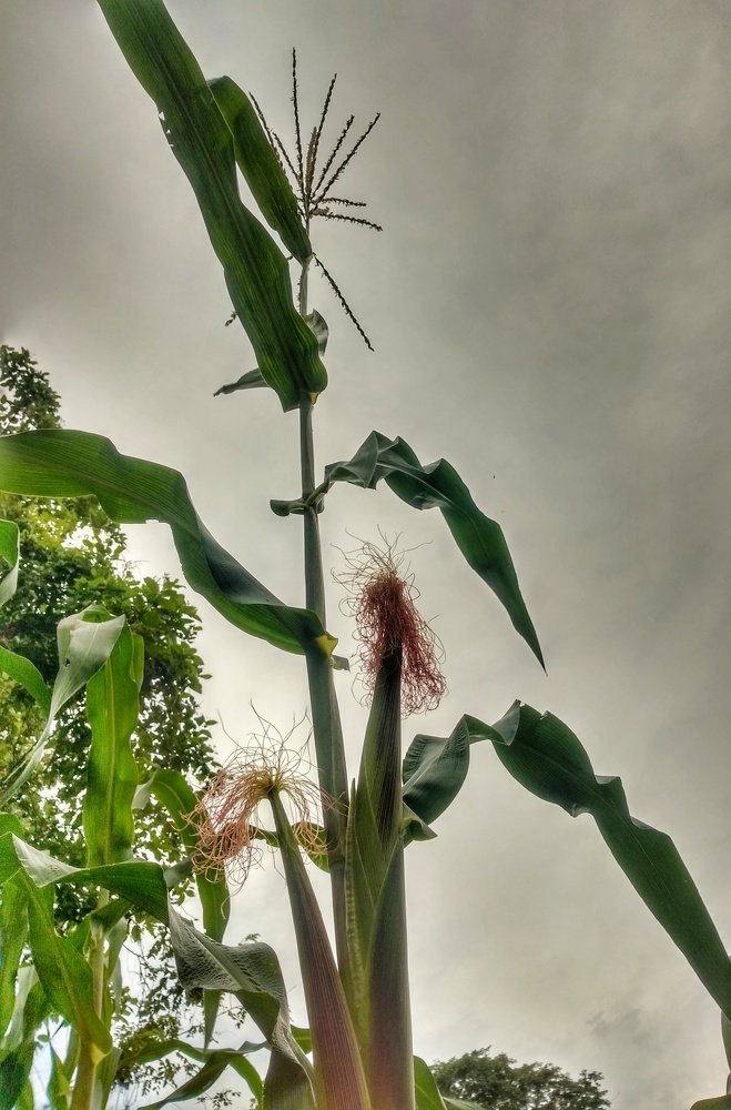 Photo #4695586