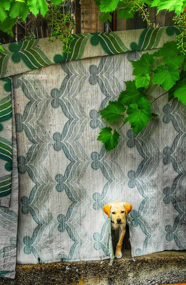 Фотография автора Sordia Tako