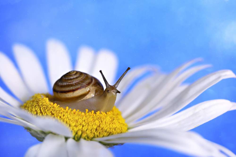 macro snail on a camomile