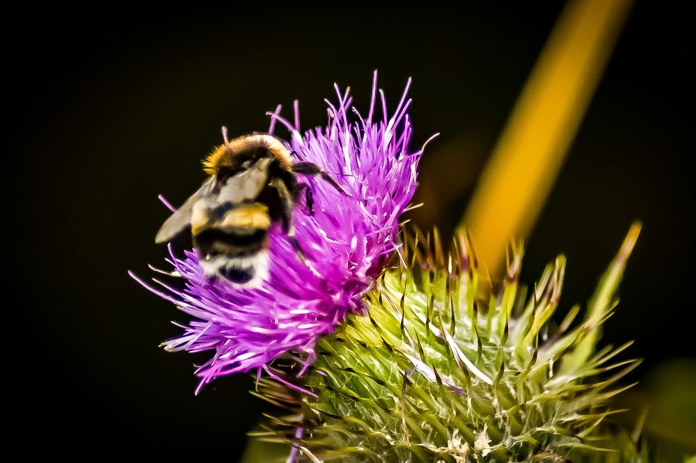 Photograph by Carlos Barría