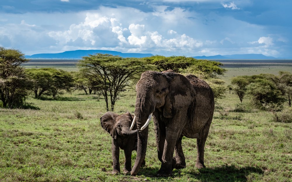 Мама и малыш/Mom and baby