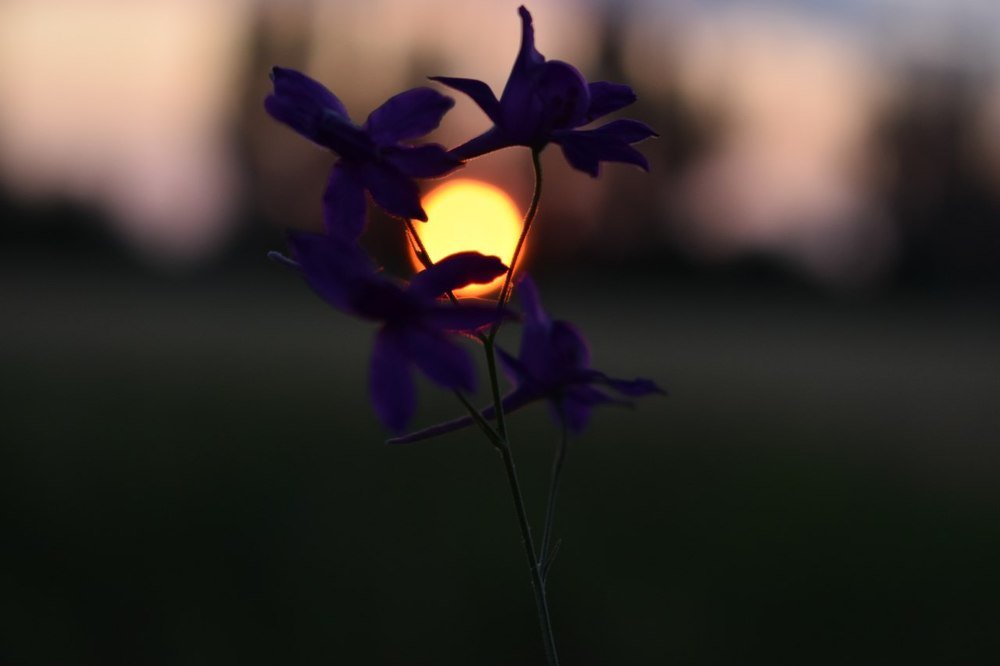 Photograph by Alina