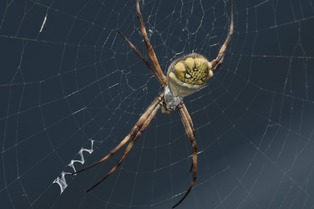 Photograph by Jenny Romero