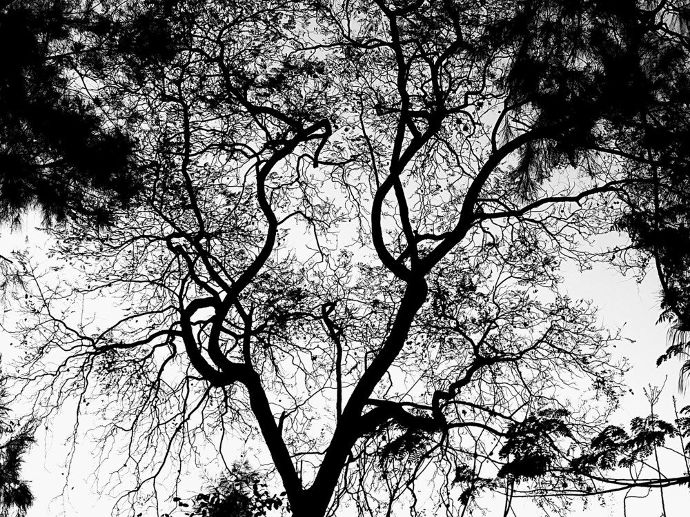 just a tree