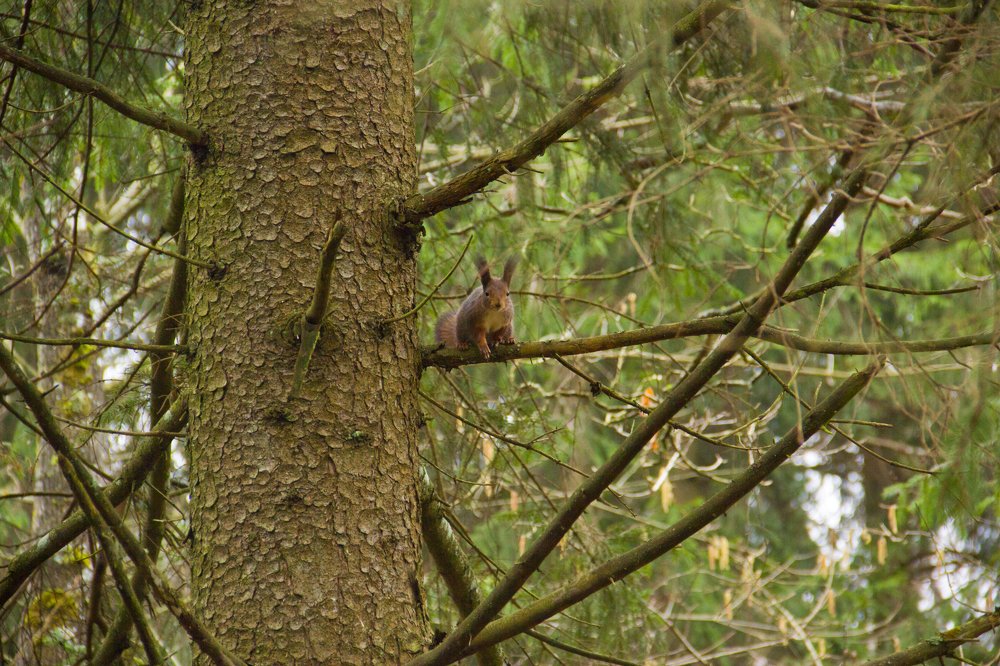 Любопытная белка