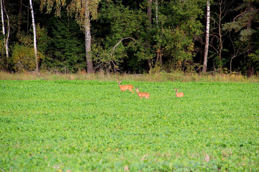 Неожиданная встреча