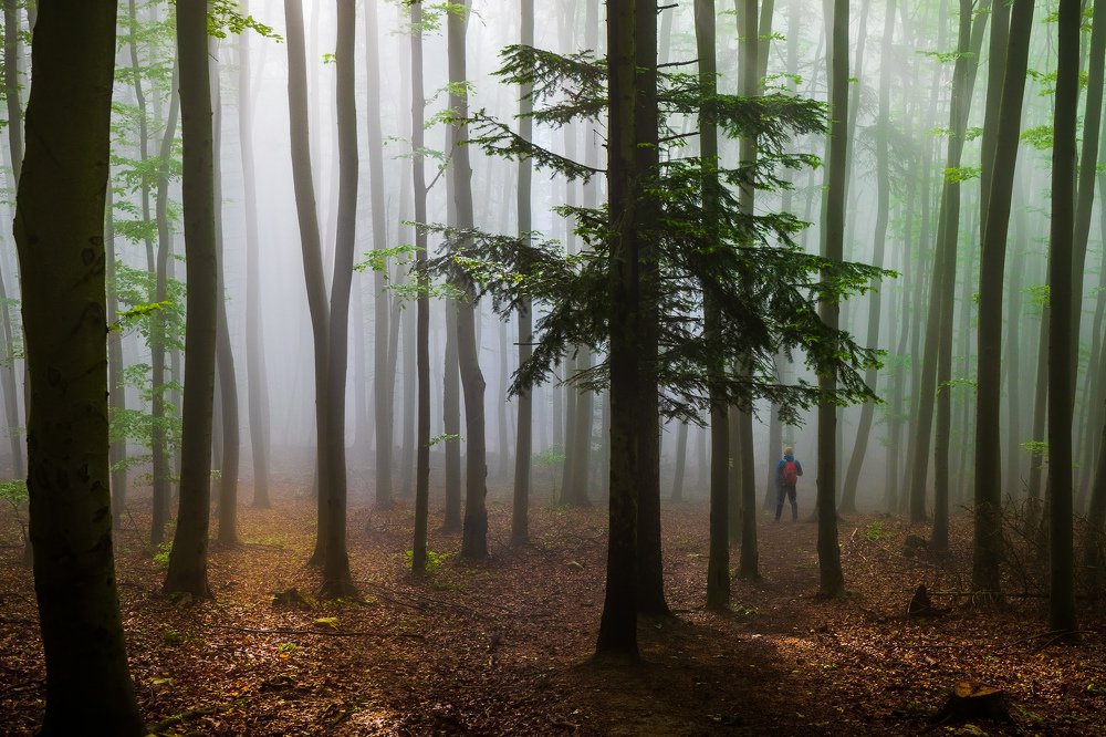 Man in a mysterious forest..