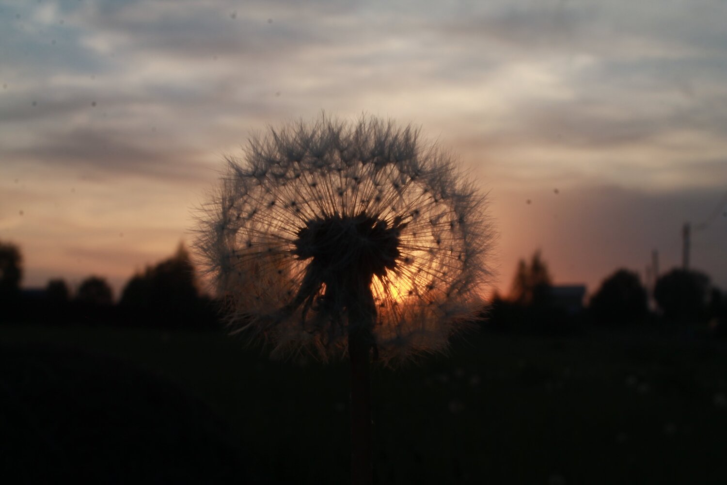 Photo #4696681
