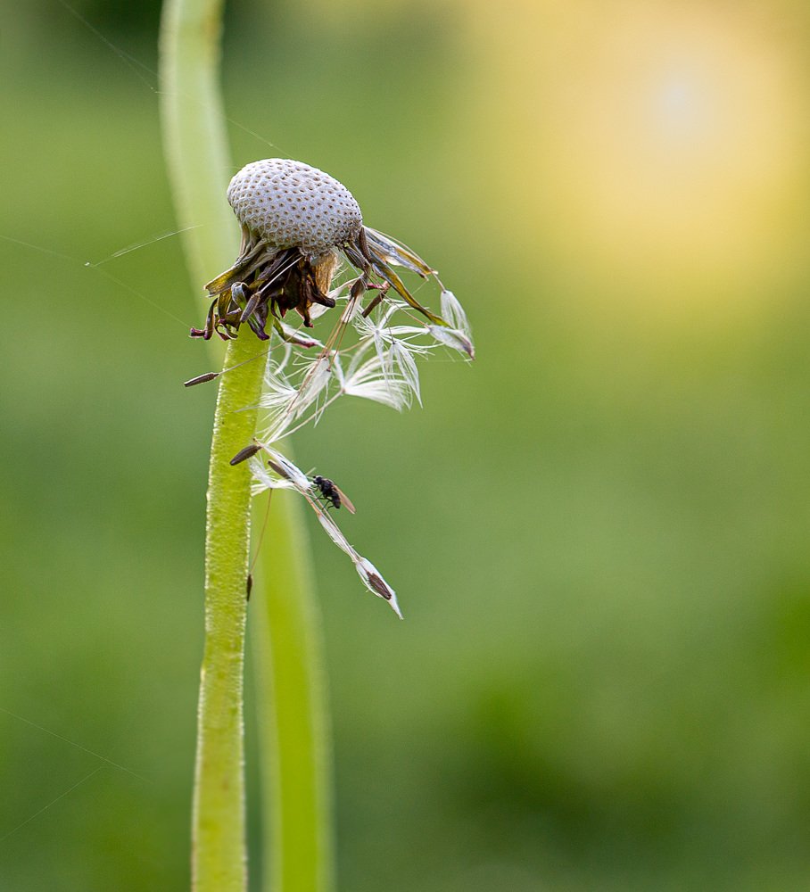 Летнее утро