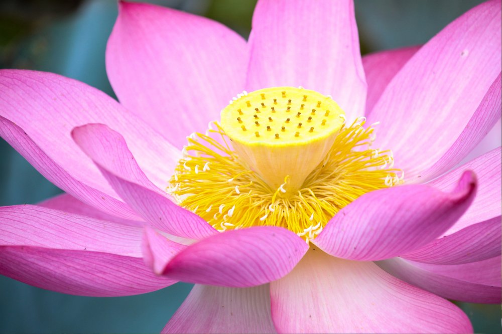 Photograph by Phán Nguyễn