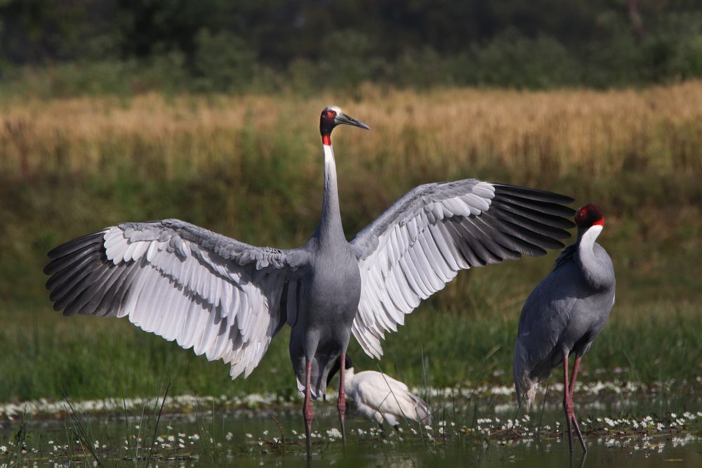 sarus crane