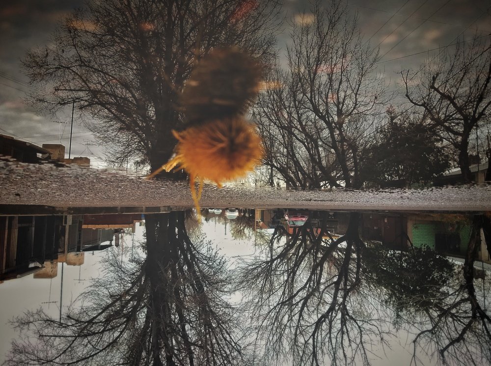 Photo #4697049