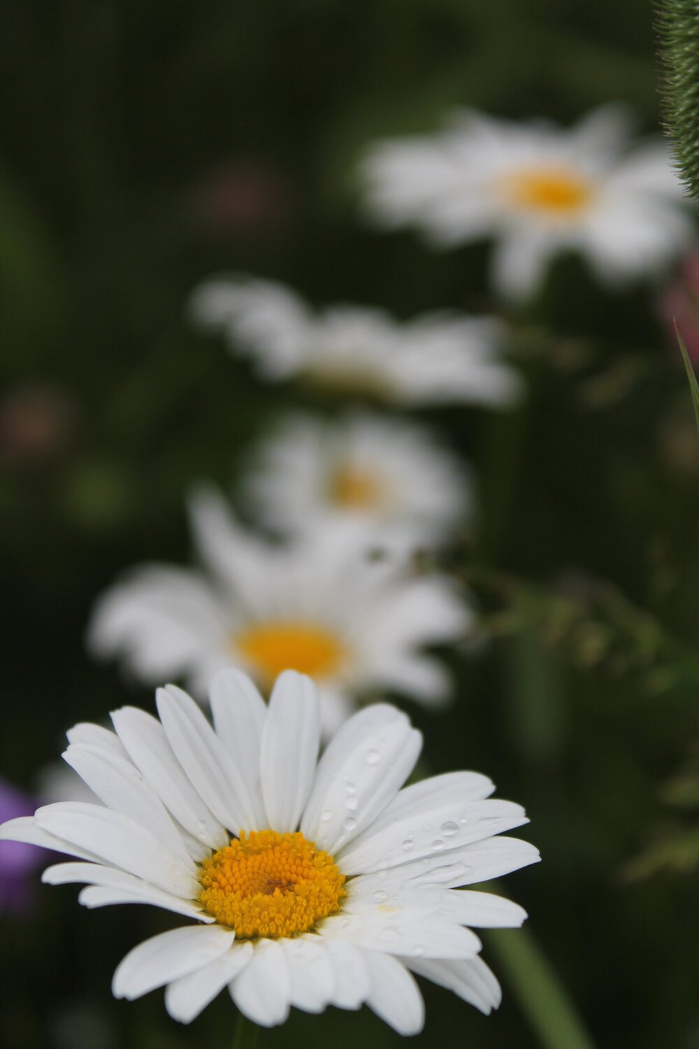 Photo #4697053