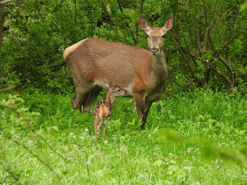 Roe deer and her young