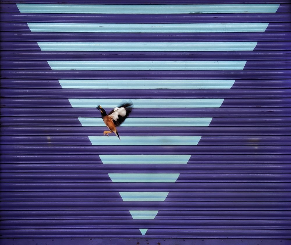 Photograph by Saha Jagannath