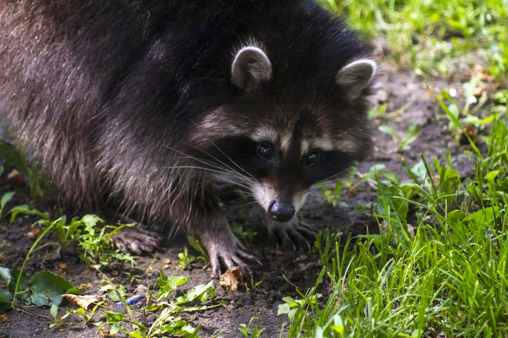 Photograph by Богдан Бигун