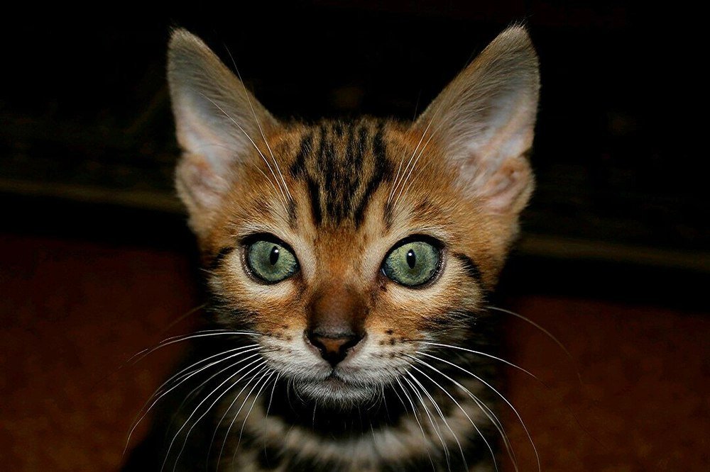 Photograph by Ирина Савина