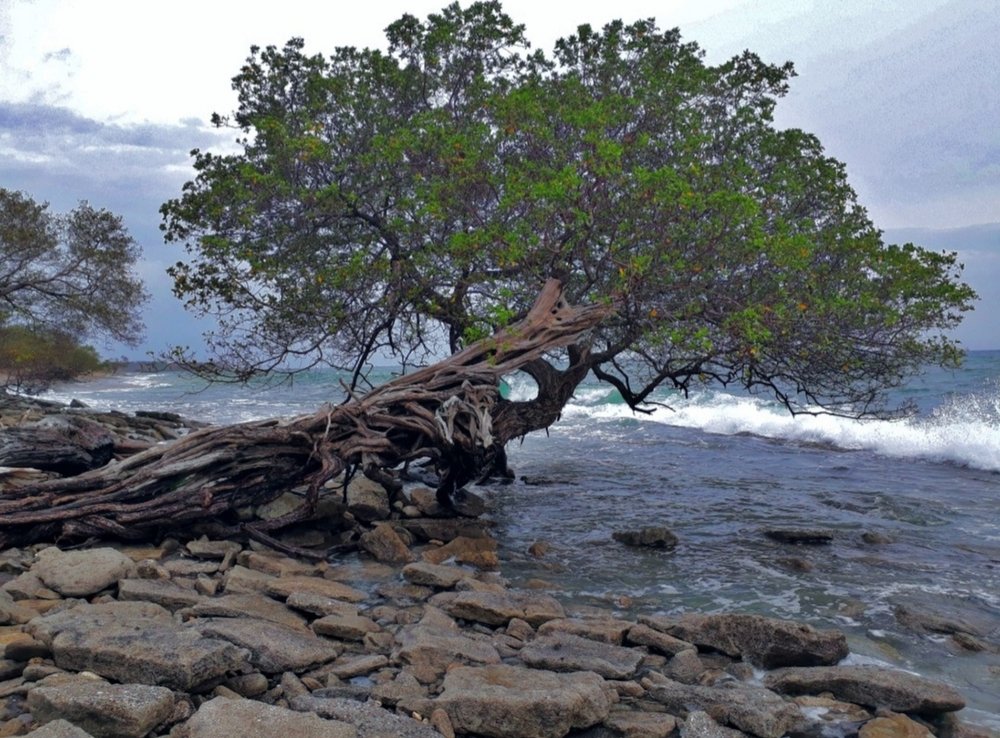 Photograph by Isaac Quesada