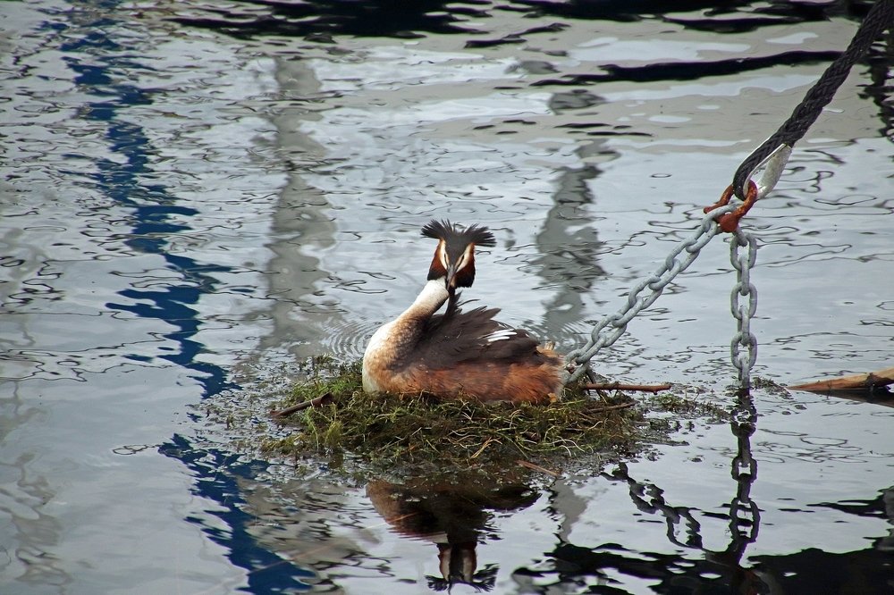 anchored and feathering