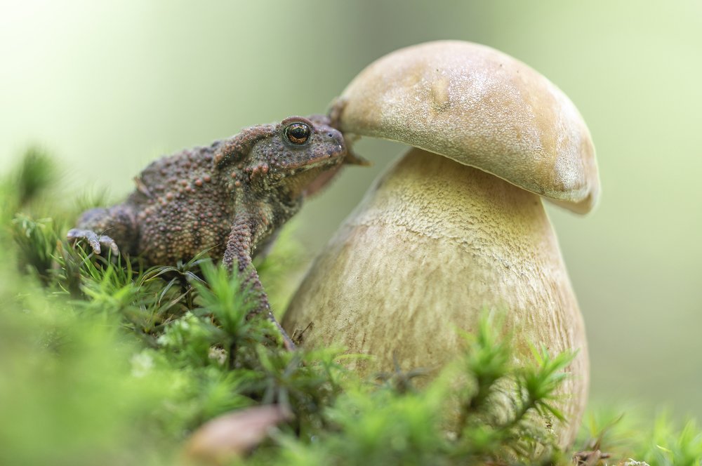 Photograph by Юрій Стороженко