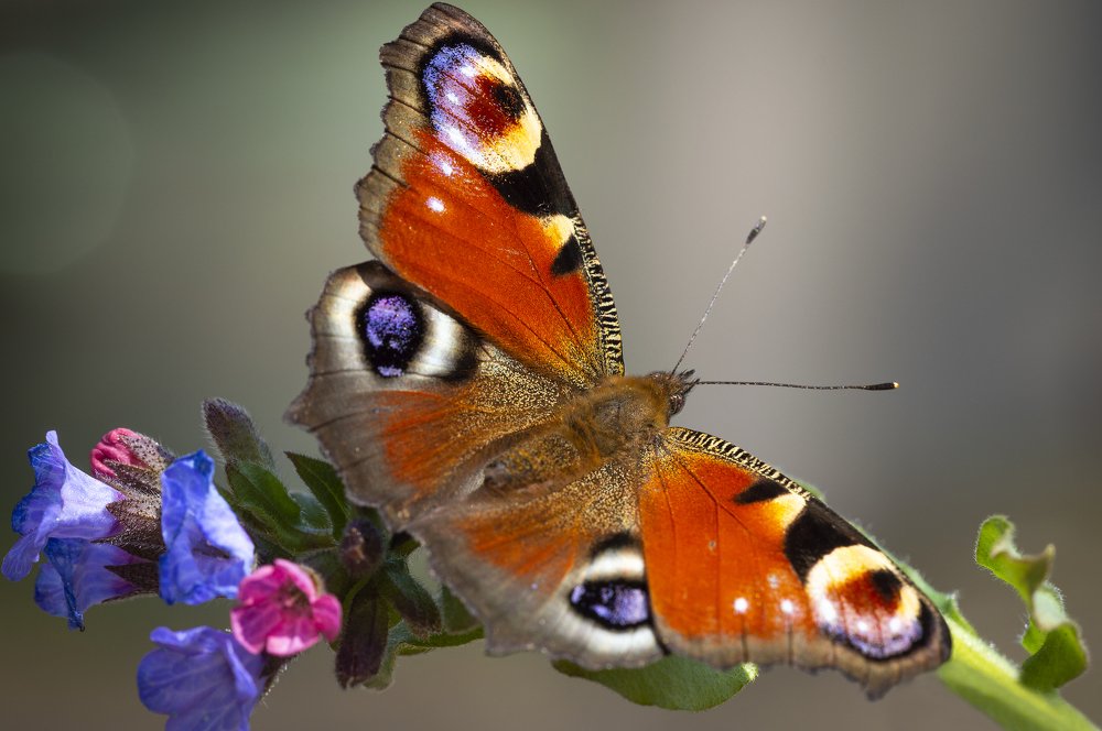 Photograph by Юрій Стороженко