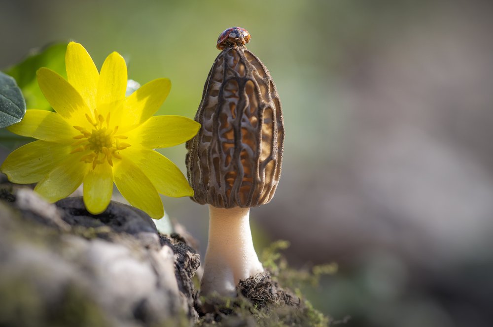 Photograph by Юрій Стороженко