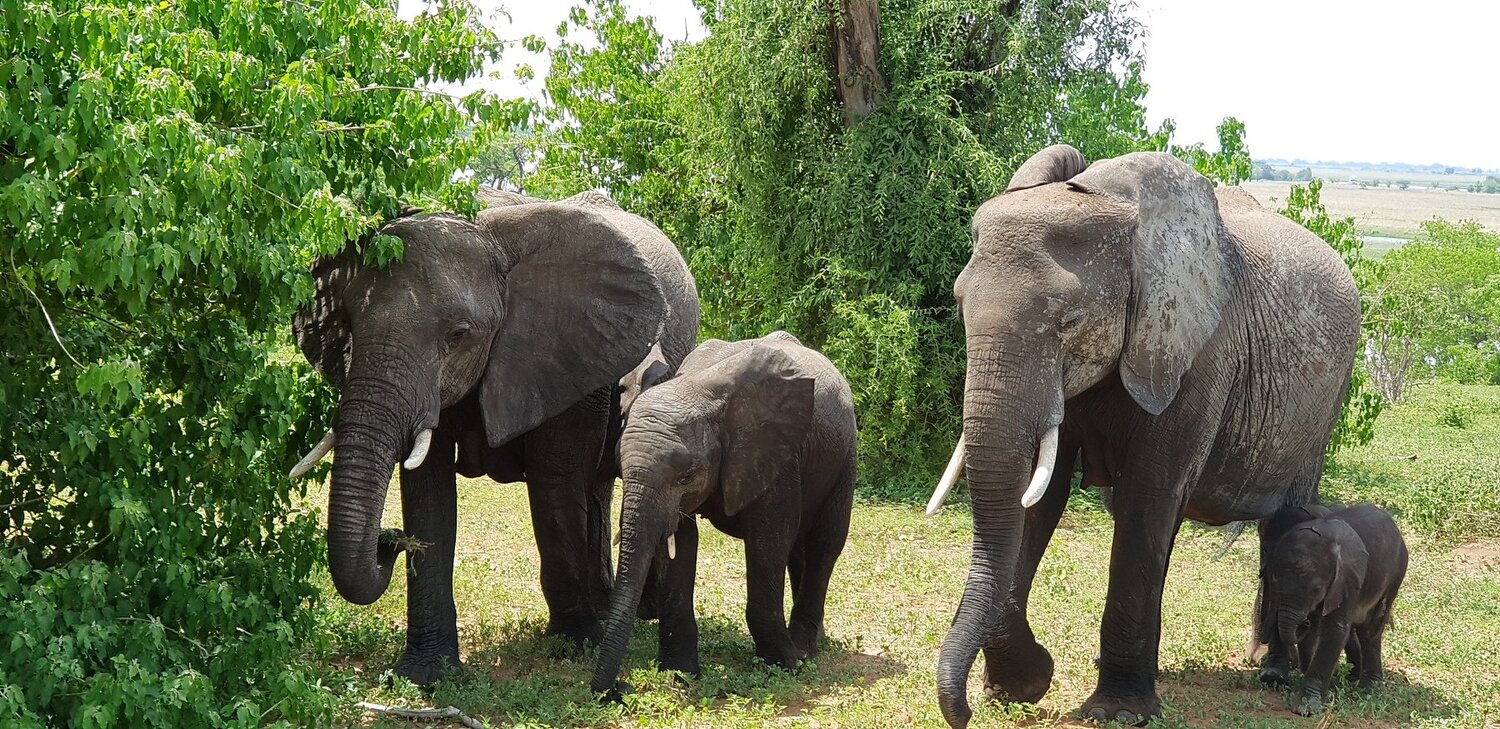 Elephant Herd