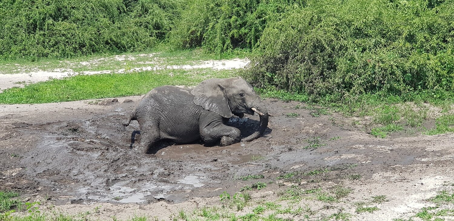 Baby Elephant Mud Bath