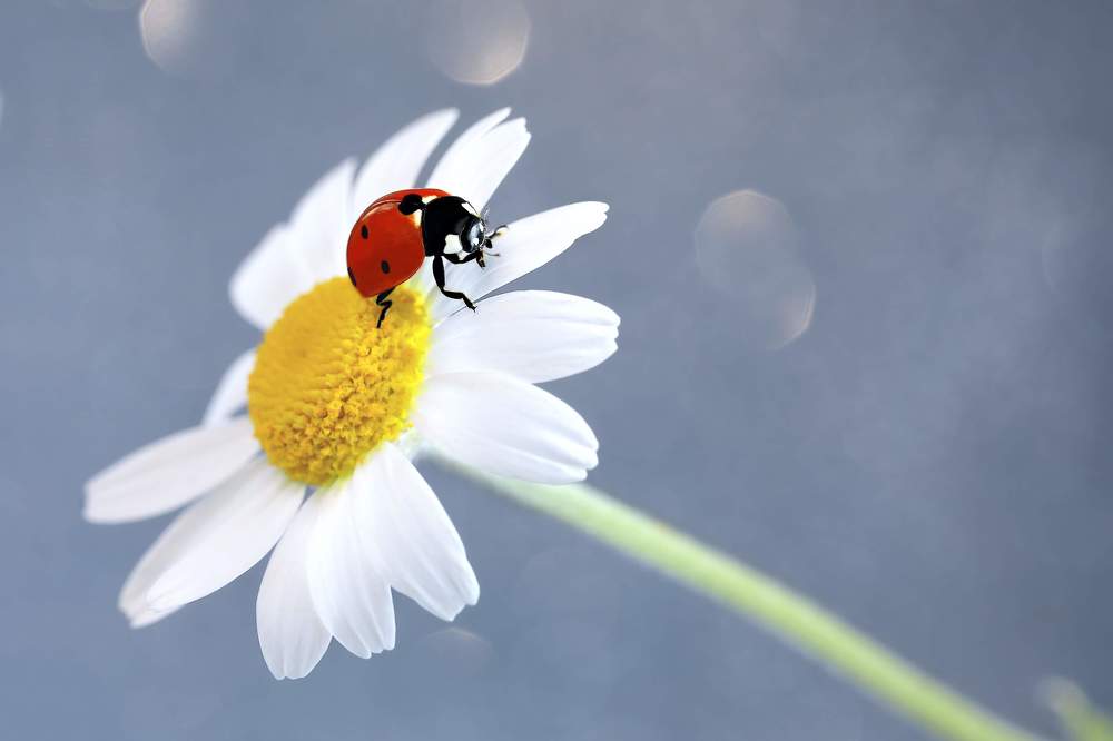 Photograph by Aida Makhmudova