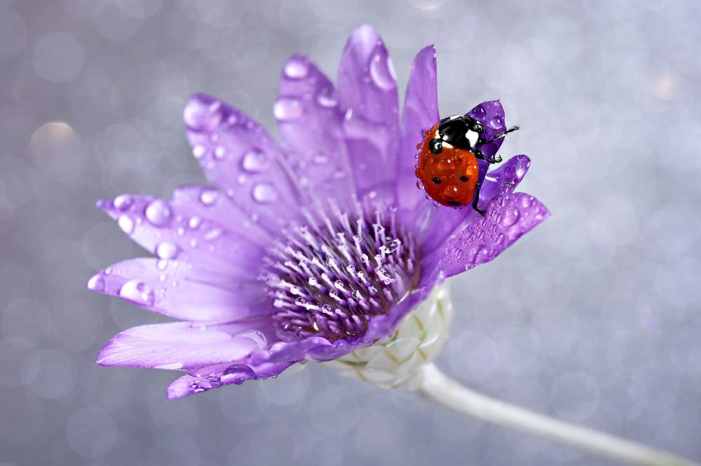 Photograph by Aida Makhmudova