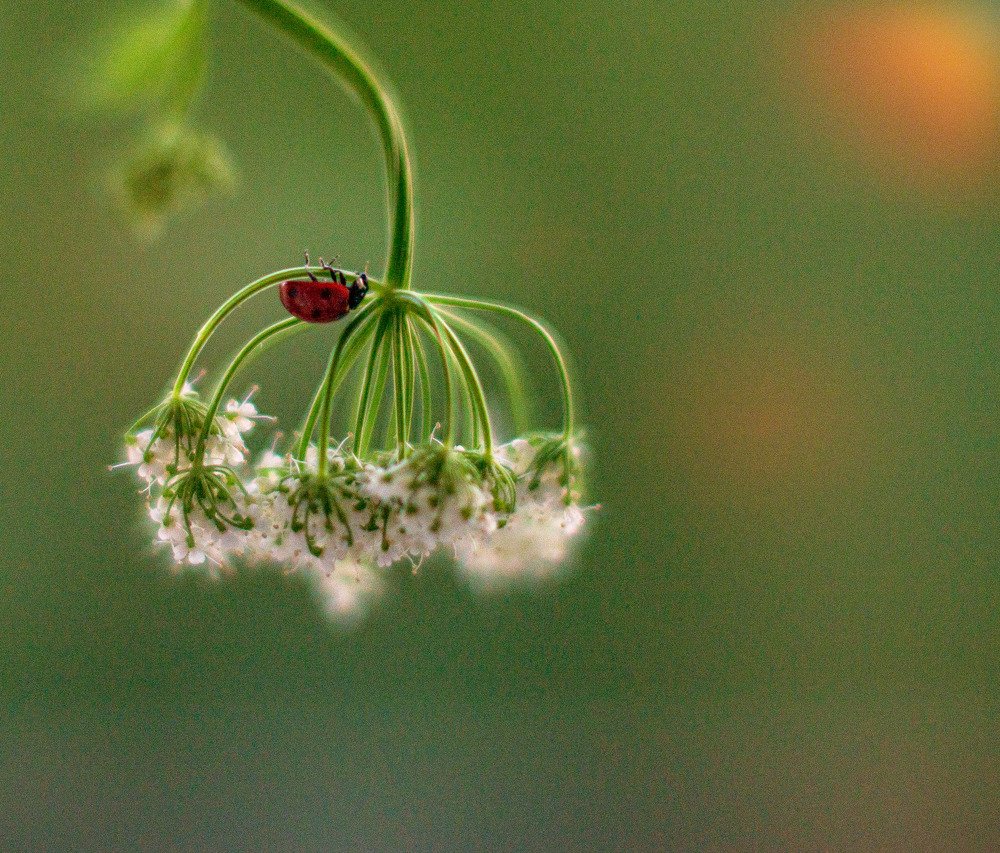 Photograph by Дарья Демина