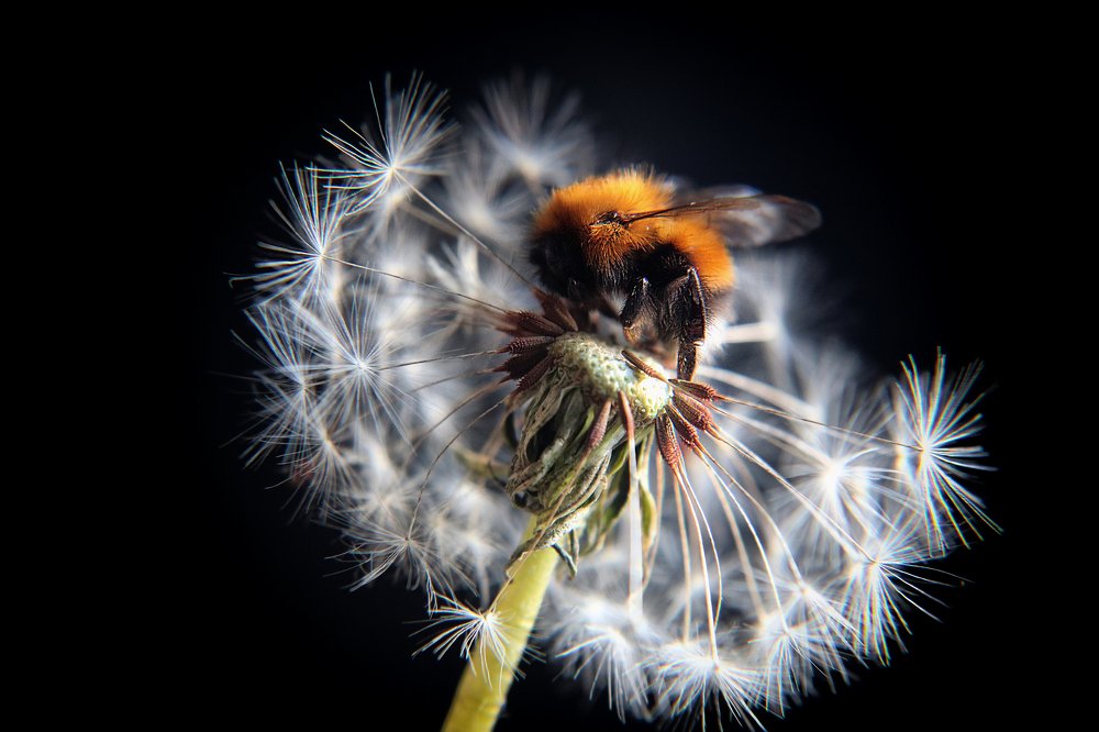 Photograph by Анна Михеева